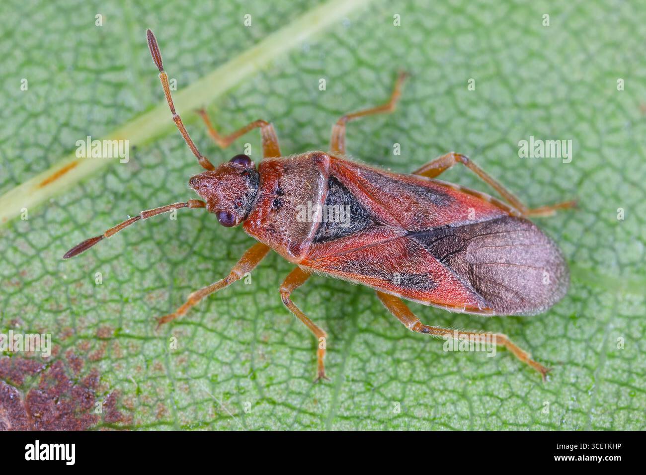 Insecte platane, Arocatus longiceps, insecte sous la feuille. Banque D'Images