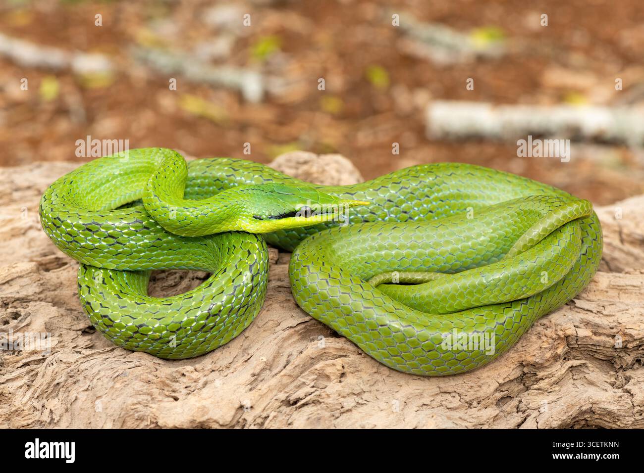 Un beau serpent rhinocéros (Gonyosoma boulengeri), également connu sous le nom de serpent rhinocéros, serpent rhinocéros et serpent vietnamien à museau long Banque D'Images