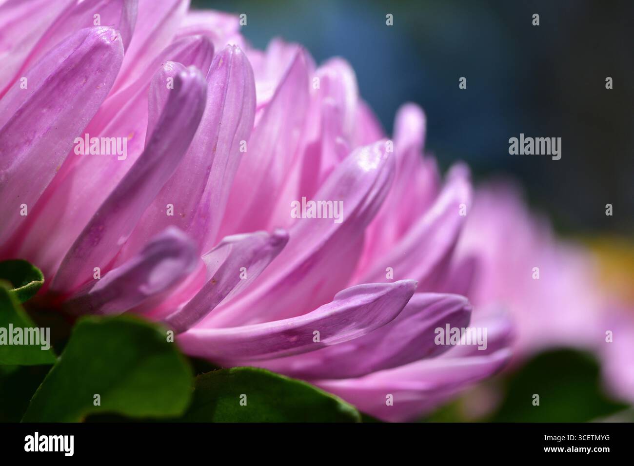 Gros plan macro de pétales de chrysanthème rose (Chrysanthemum morifolium) avec une lumière naturelle douce, créant un délicat fond floral pour la nature, Banque D'Images