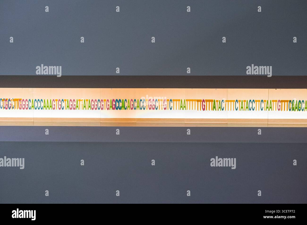 La pièce de puzzle de séquençage de l'ADN dans le Miraikan - Musée National des Sciences Émergentes et de l'innovation, Odaiba, Koto-ku, Tokyo, Kanto, Honshu, Japan Banque D'Images