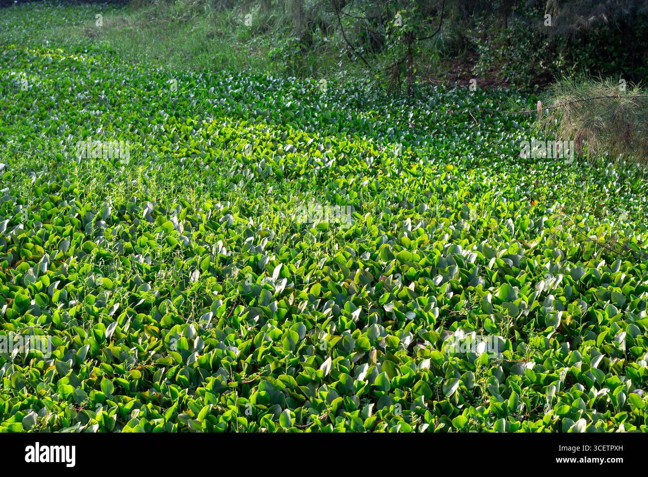 Plante à feuilles vertes avec de petites fleurs violettes suspendues au-dessus de l'eau plate, reflétant la lumière et le feuillage dans un cadre naturel serein. Banque D'Images