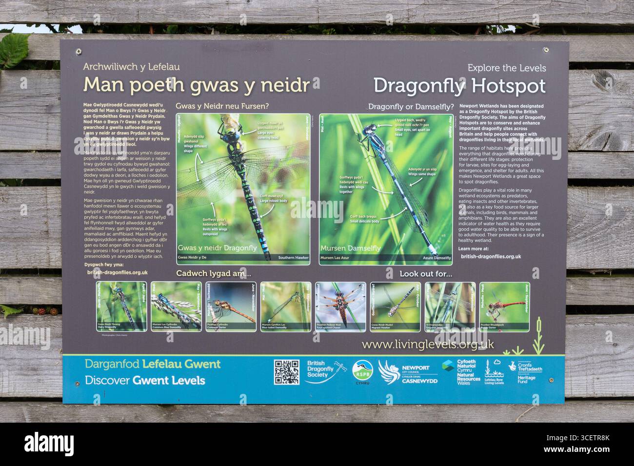 Panneau d'information Dragonfly Hotspot ou panneau à la réserve naturelle RSPB Newport Wetlands, Gwent Levels, pays de Galles du Sud, Royaume-Uni Banque D'Images