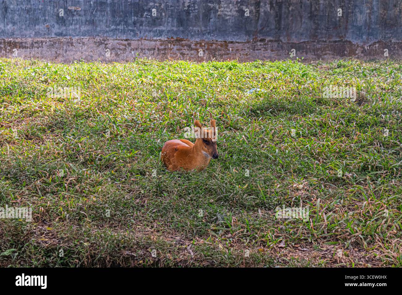 Cerf marron aboyant calmement sous la lumière du soleil sur un terrain herbeux du zoo au Bangladesh Banque D'Images