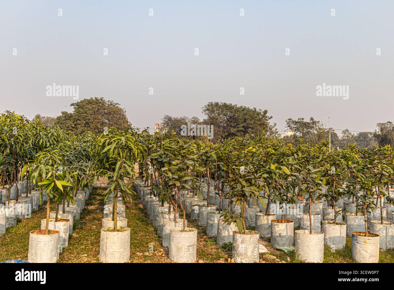 Jeunes manguiers sains poussant dans des conteneurs métalliques placés en rangées organisées sur un sol fertile Banque D'Images