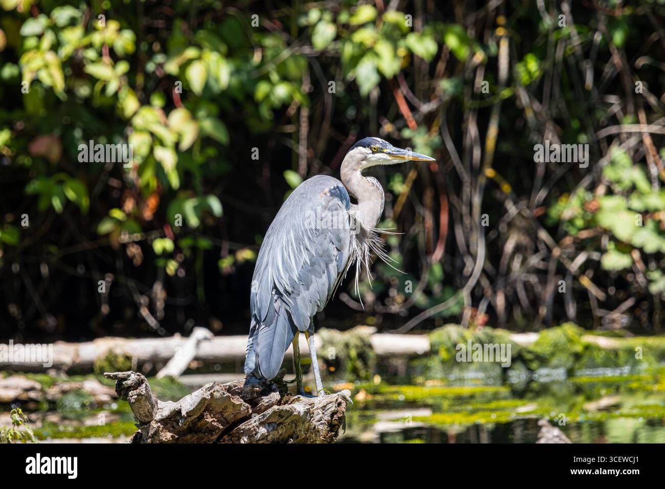 Un Grand Héron bleu perché sur une bûche à Whitaker Pond Banque D'Images