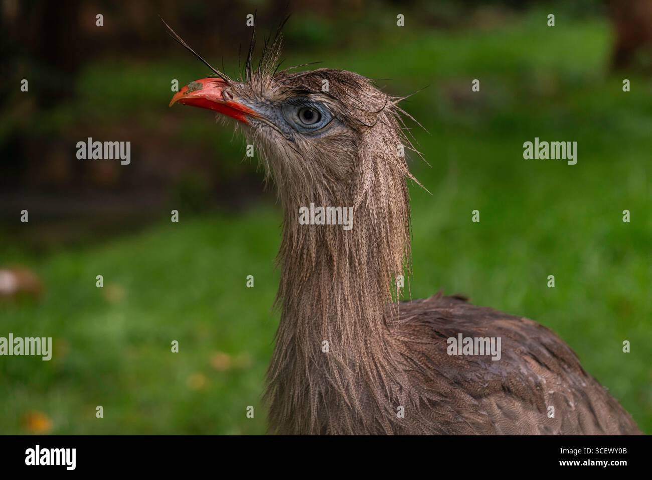 Macro détail de Seriema à pattes rouges (Cariama cristata), oiseau sud-américain avec écusson et bec rouge, portrait en gros plan sur fond vert Banque D'Images