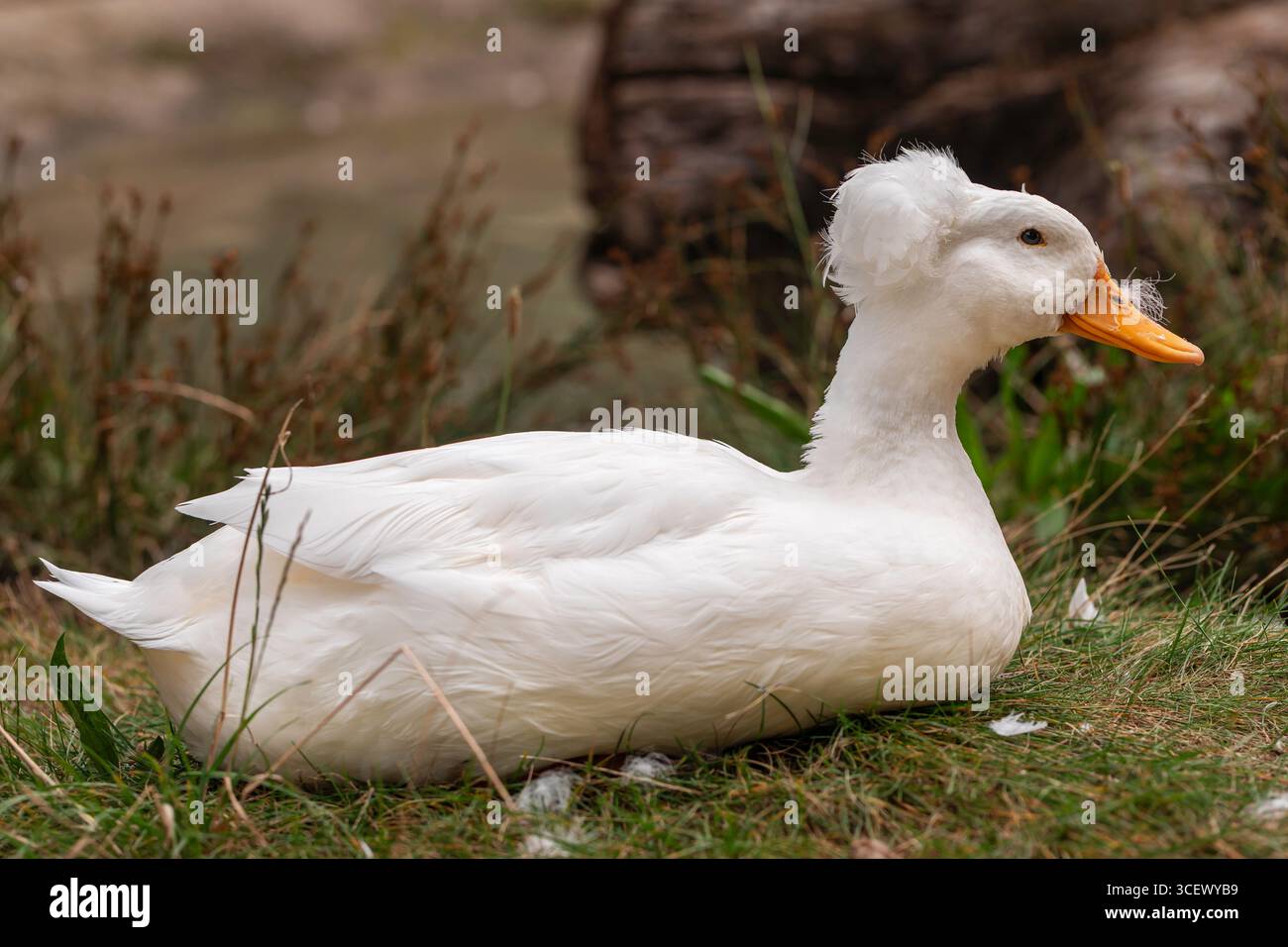 Canard domestique à crête blanche reposant sur l'herbe près d'un étang, profil latéral en gros plan à la lumière naturelle, orientation paysage photo de la faune avec espace de copie Banque D'Images