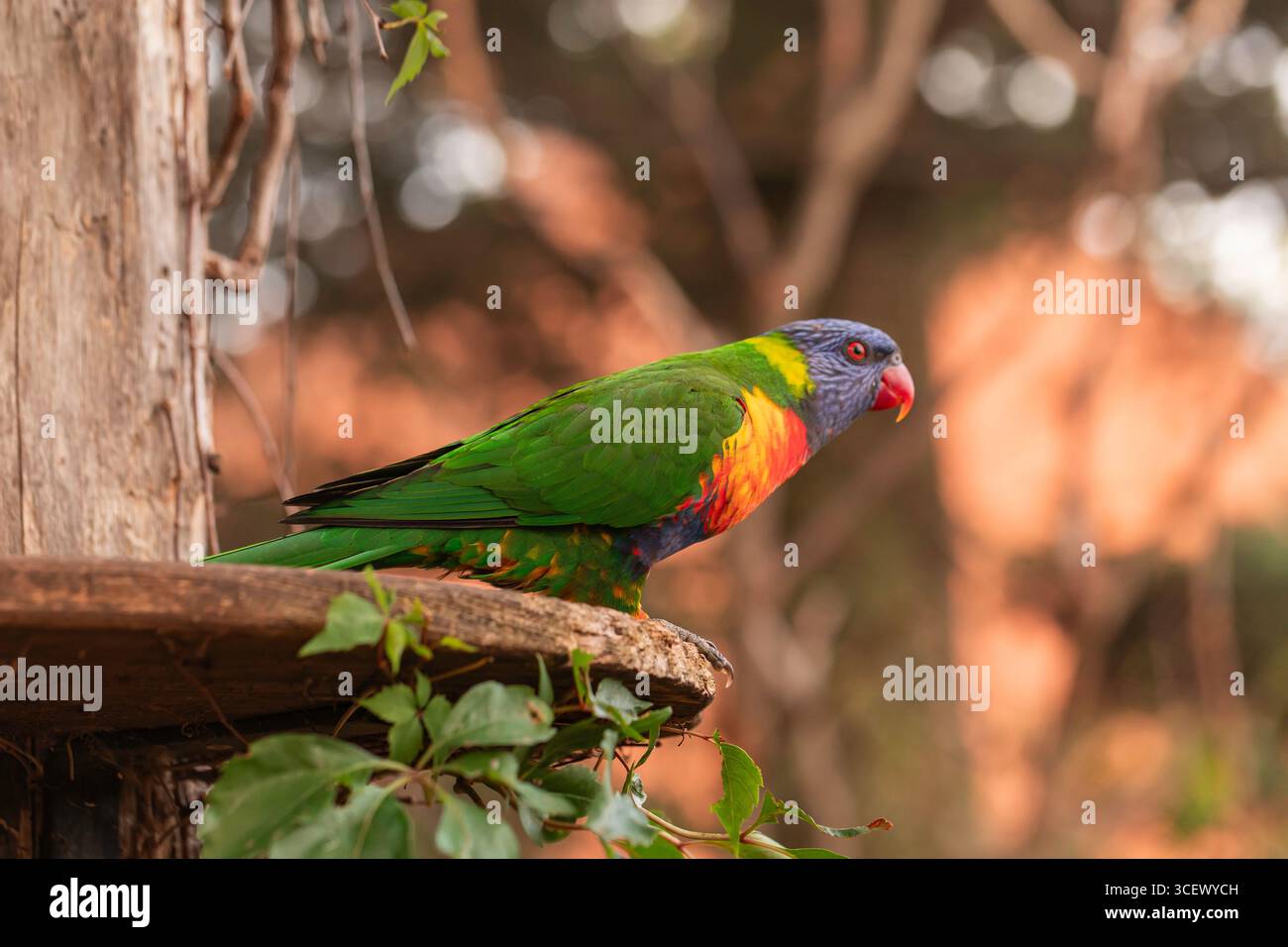 Gros plan du lorikeet arc-en-ciel Trichoglossus moluccanus perché sur un rebord en bois avec fond bokeh, ailes vertes et bec rouge, faible profondeur de champ Banque D'Images