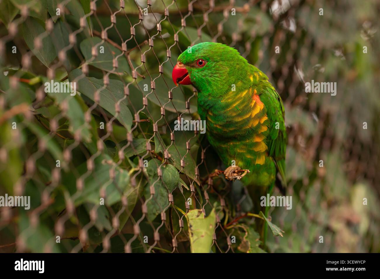 Lorikeet écailleux (Trichoglossus chlorolepidotus) sur maille volière, plumage vert et bec rouge ; photo en gros plan avec faible profondeur de champ Banque D'Images