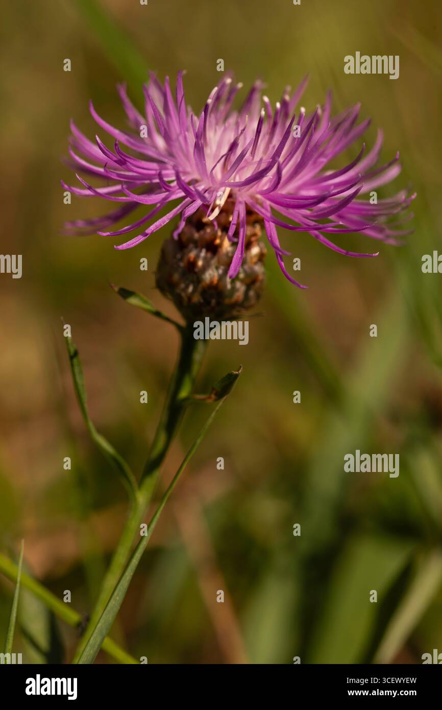 Macro gros plan de l'herbe à dos brun pourpre (Centaurea jacea) dans la prairie d'été, bouquets rayés, bractées écailleuses, faible profondeur de champ avec bokeh naturel Banque D'Images