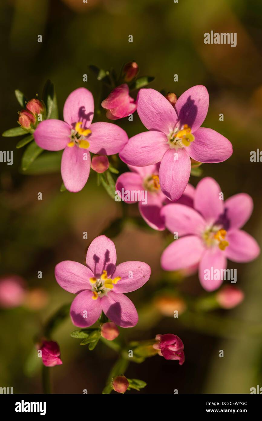 Macro gros plan de fleurs de centaury commun rose (Centaurium erythraea) avec étamines et bourgeons jaunes, fond naturel avec bokeh, détail de fleurs sauvages Banque D'Images