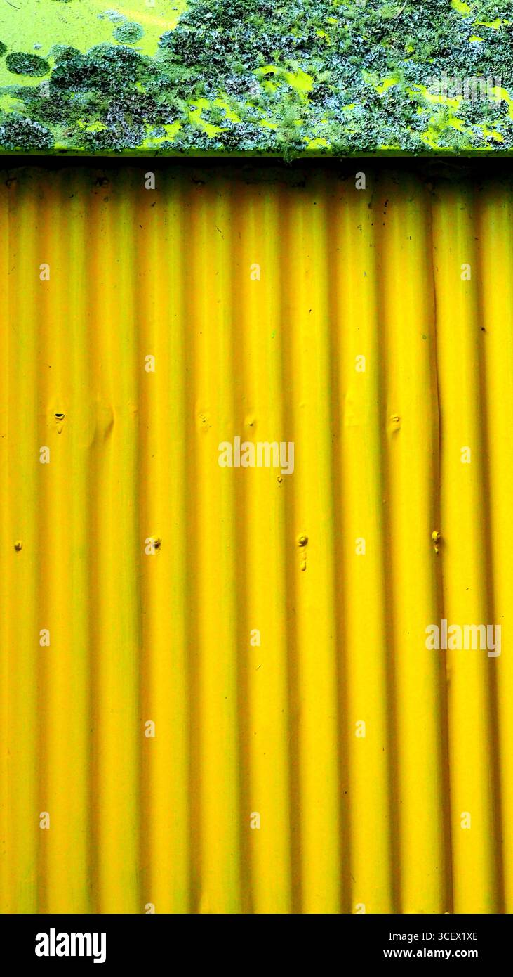 Un mur de fer ondulé jaune est surmonté de lichen jaune vif et vert Banque D'Images