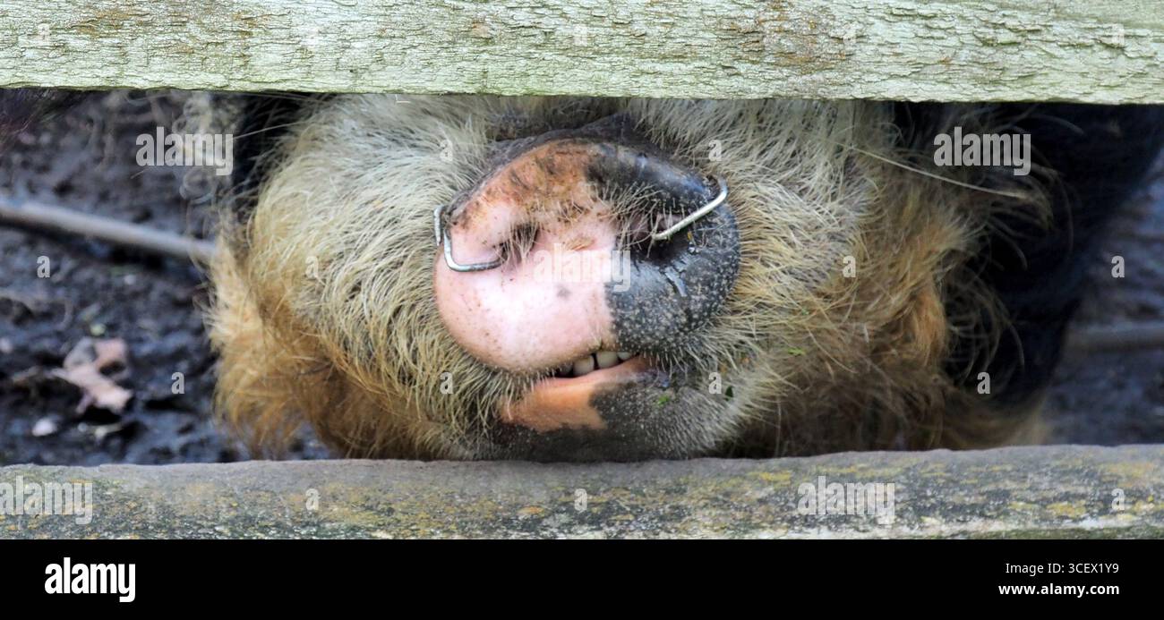 Cochon kune kune de Nouvelle-Zélande avec anneaux de nez regardant à travers les barres d'une clôture de paddock Banque D'Images