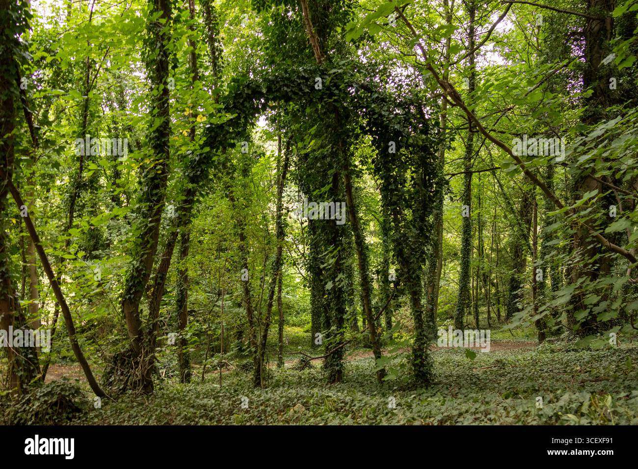 Paysage boisé verdoyant avec de grands arbres couverts de vignes lierre et un feuillage dense créant un paysage forestier naturel Banque D'Images