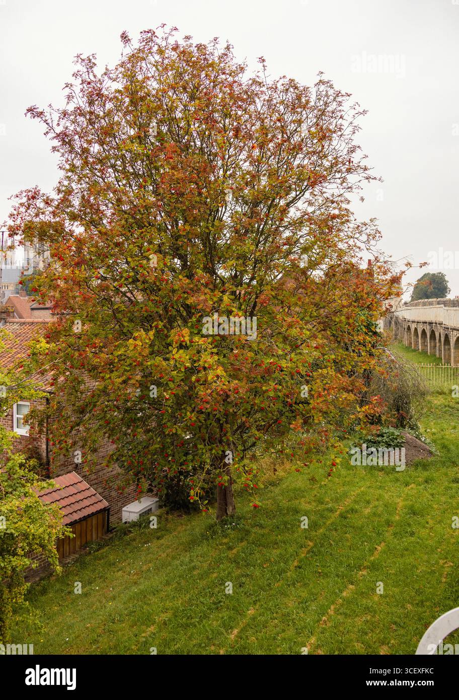 Arbre complet dans un cadre de parc avec feuillage vert et feuilles rouges ou baies, montrant les premiers signes de l'automne Banque D'Images