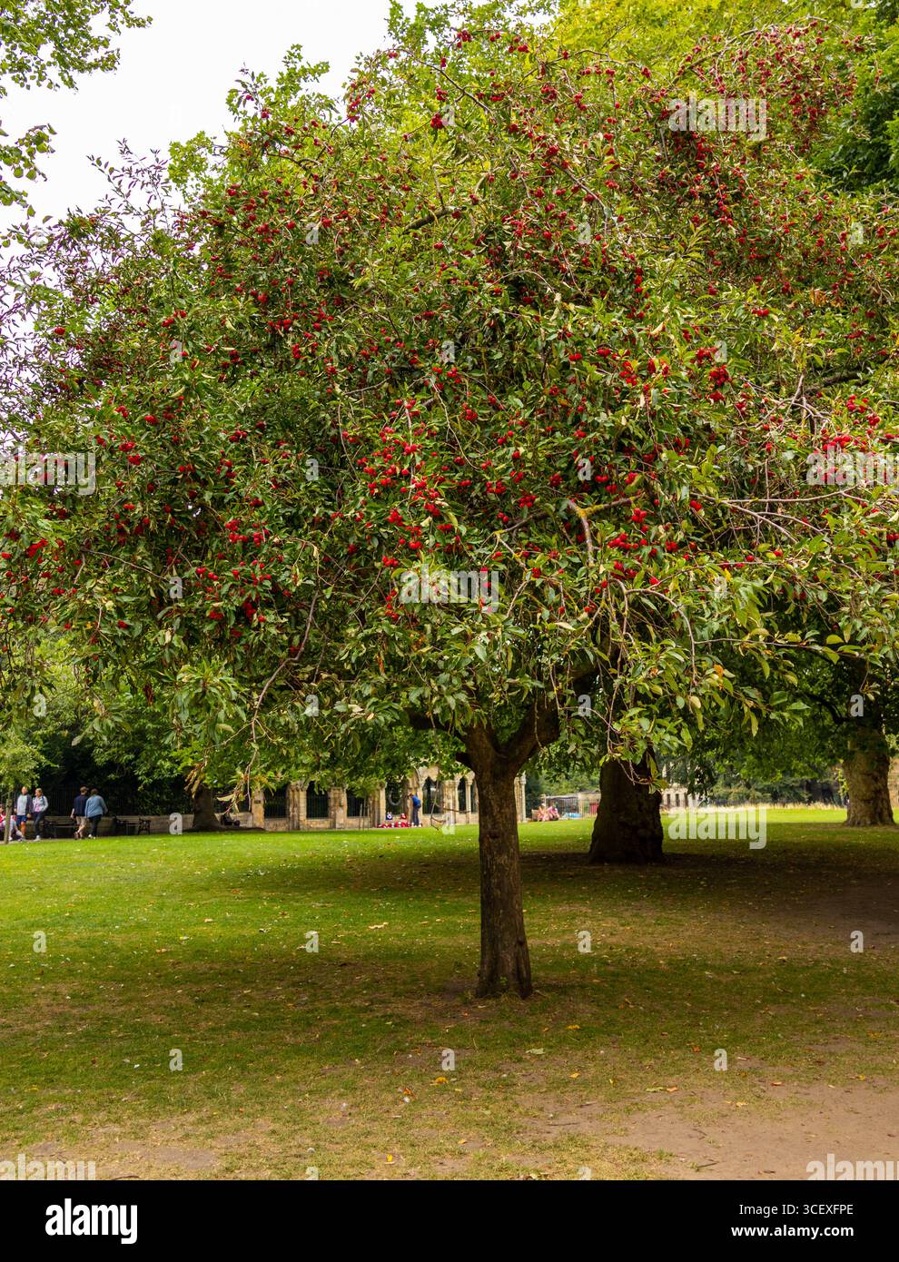 Arbre complet dans un cadre de parc avec feuillage vert et feuilles rouges ou baies, montrant les premiers signes de l'automne Banque D'Images