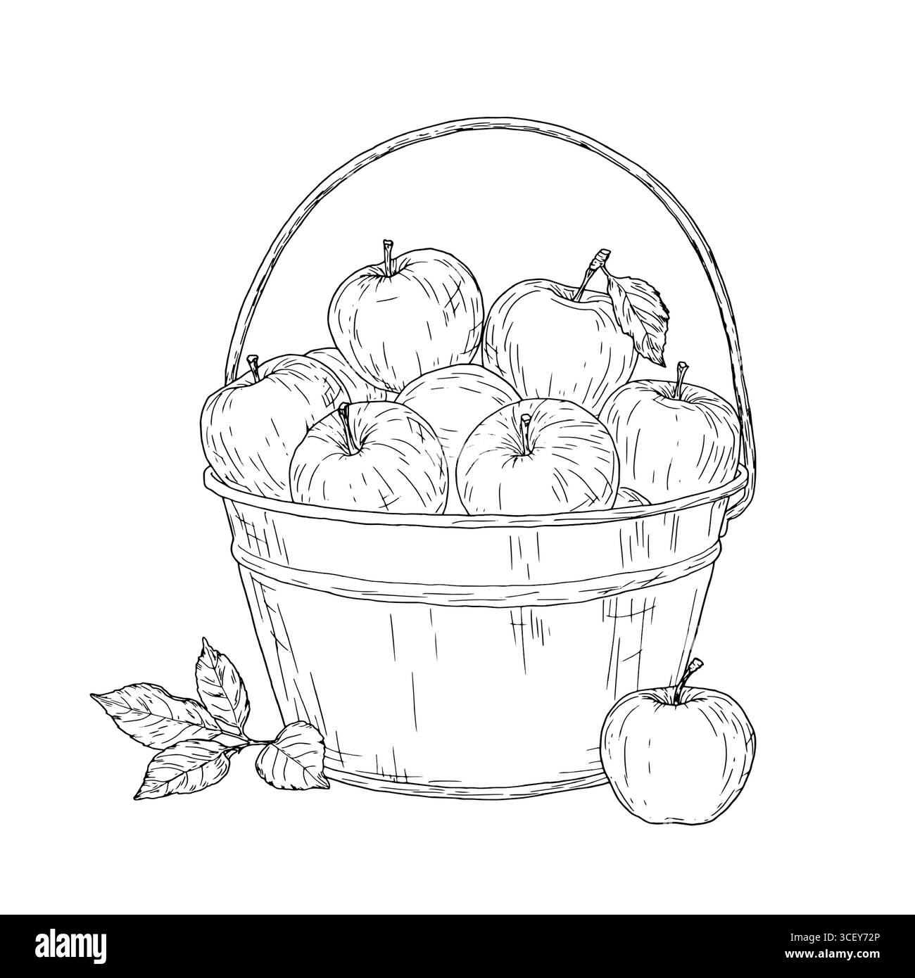 Pommes dans un seau en zinc, croquis noir et blanc. Illustration vectorielle. Fruits mûrs et verger, isolés sur fond blanc. Jardinage, automne Illustration de Vecteur