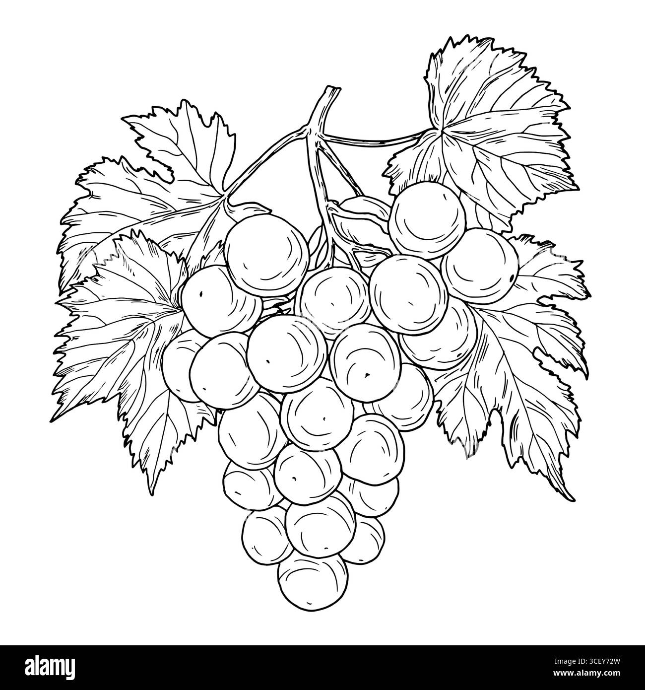 Un bouquet de raisins avec de grandes baies, croquis noir et blanc. Illustration vectorielle. Fruits du jardin sur brindille avec des feuilles, isolé sur un fond blanc Illustration de Vecteur