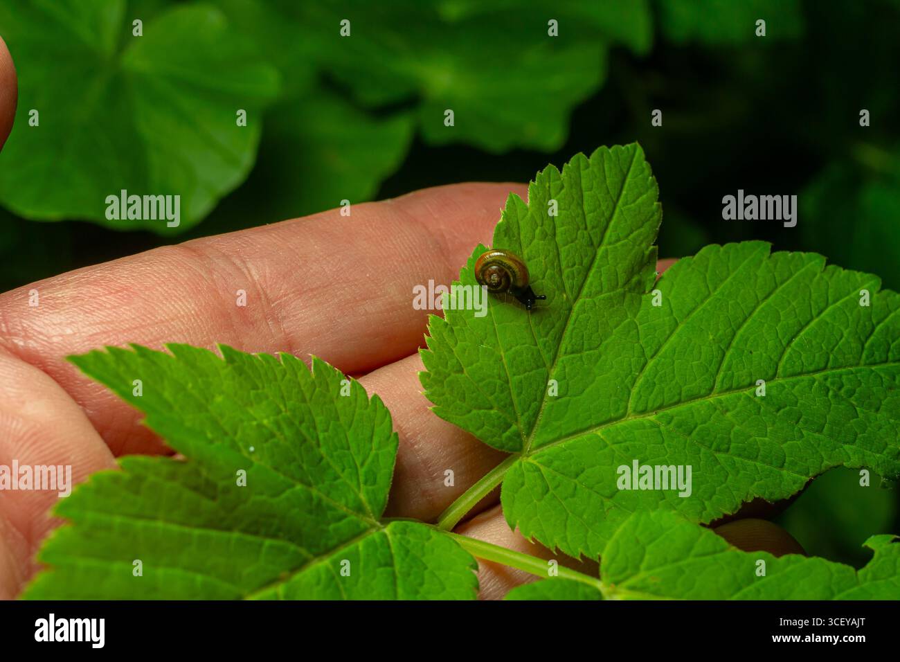 Petit escargot en coquille spirale brun translucide repose sur une feuille verte dans un environnement luxuriant mettant en valeur ses caractéristiques délicates et son corps sombre. Banque D'Images