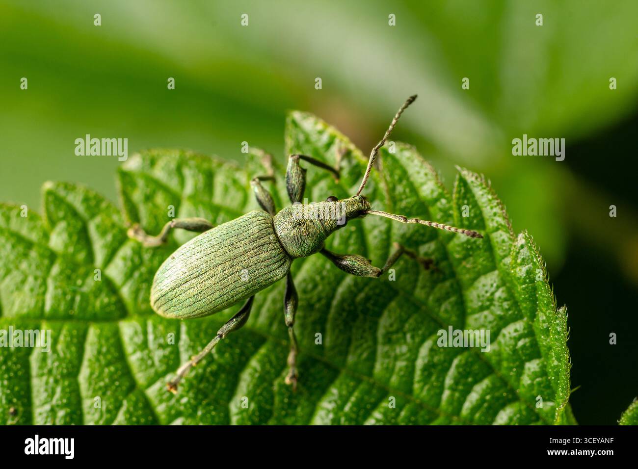 Un charançon vert est perché sur une feuille verte soulignant sa structure corporelle détaillée et sa texture tout en étant entouré d'une riche verdure à la lumière du jour. Banque D'Images