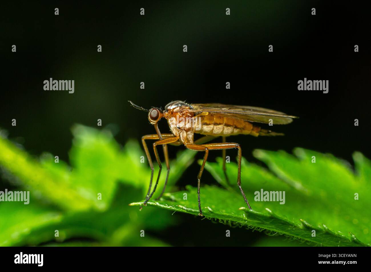 A Dance Fly identifié comme Empis spp est perché sur une feuille verte éclatante mettant en valeur son corps élancé et ses caractéristiques de chasse aiguës dans une lumière tamisée. Banque D'Images