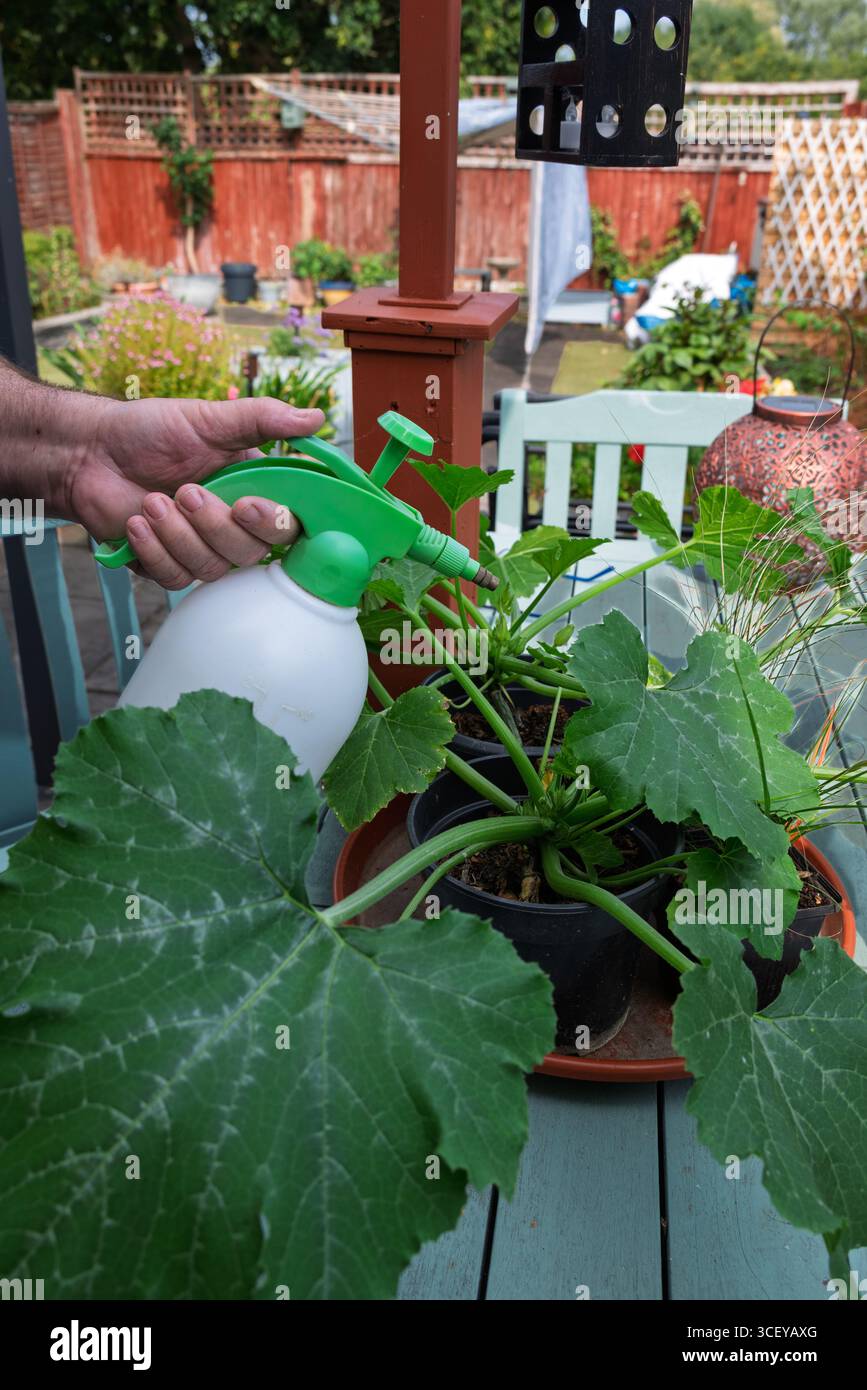 Arroser les plants de courgettes dans des pots. Jardinage et soin des plantes. Banque D'Images
