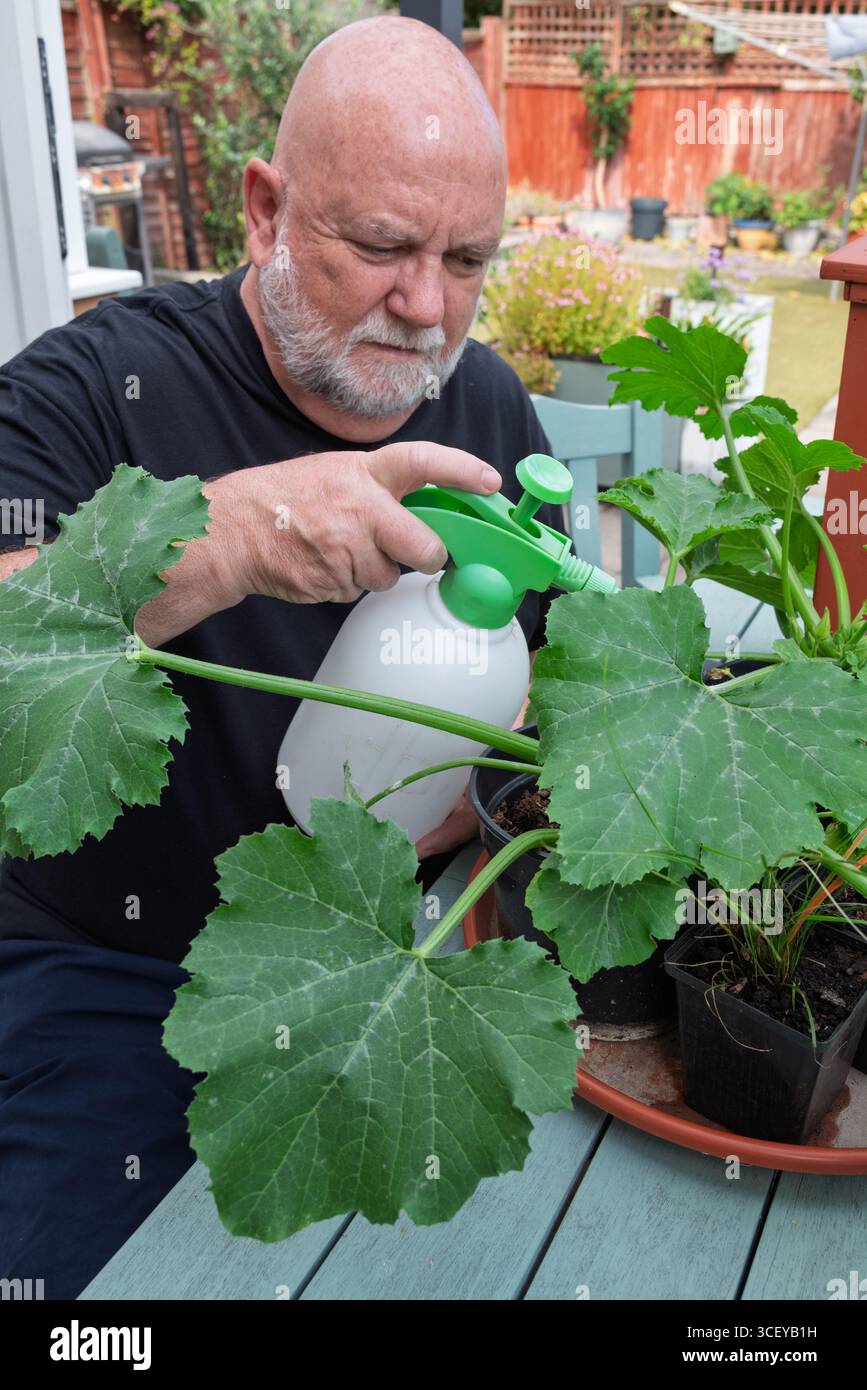 Homme senior s'occupant de ses plants de courgettes dans le jardin. Jardinage et soin des plantes. Banque D'Images