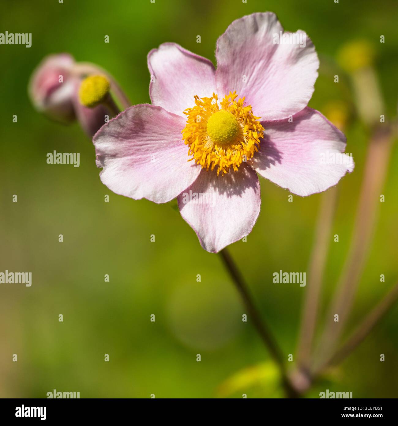 Délicate anémone japonaise avec un centre jaune vif, fleurissant dans le jardin. Banque D'Images