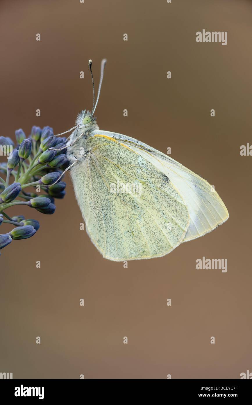 Grand papillon blanc (blanc de chou), Pieris brassicae, sur brocoli, Monmouthshire, avril. Banque D'Images