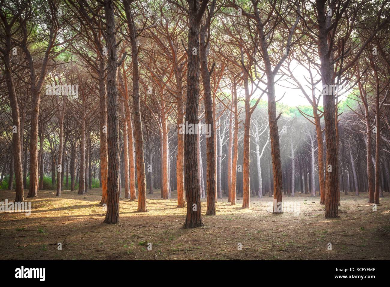 Pins illuminés par le soleil dans la forêt de pins Tombolo de Cecina. Marina di Cecina destination de voyage à Alta Maremma, région Toscane, Italie Banque D'Images
