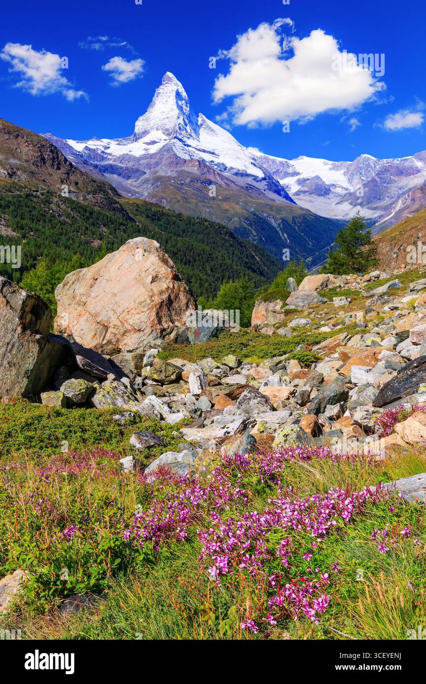 Zermatt, Suisse. Mont Cervin près du lac Grindjisee de fleurs au premier plan. Canton du Valais. Banque D'Images