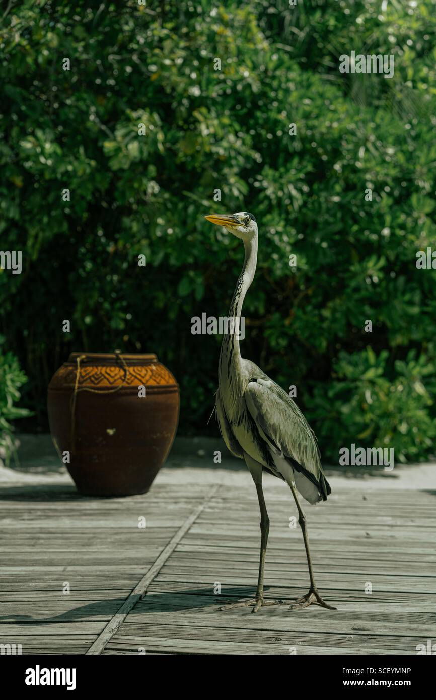 Héron gris debout à l'extérieur dans un environnement tropical naturel. Photographie d'oiseaux sauvages avec faune exotique. Banque D'Images