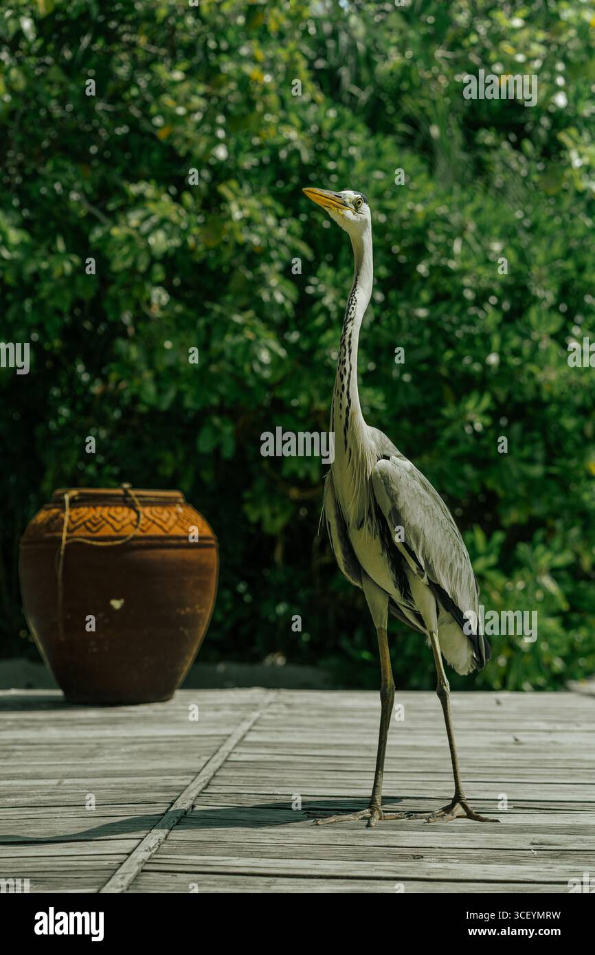 Héron gris debout à l'extérieur dans un environnement tropical naturel. Photographie d'oiseaux sauvages avec faune exotique. Banque D'Images