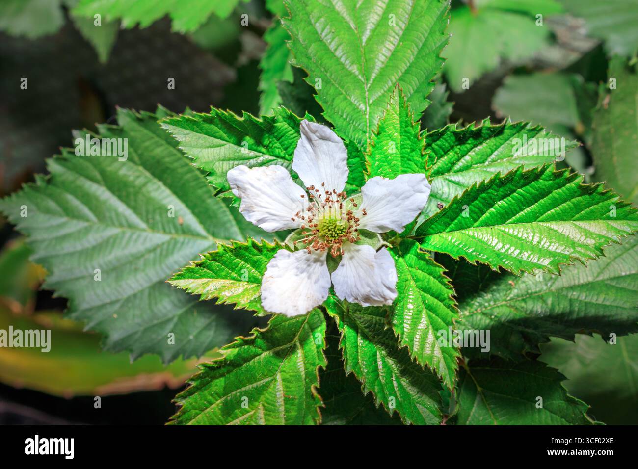 Fleurs de mûres (Rubus fruticosus) en fleurs, Afrique du Sud, Afrique Banque D'Images