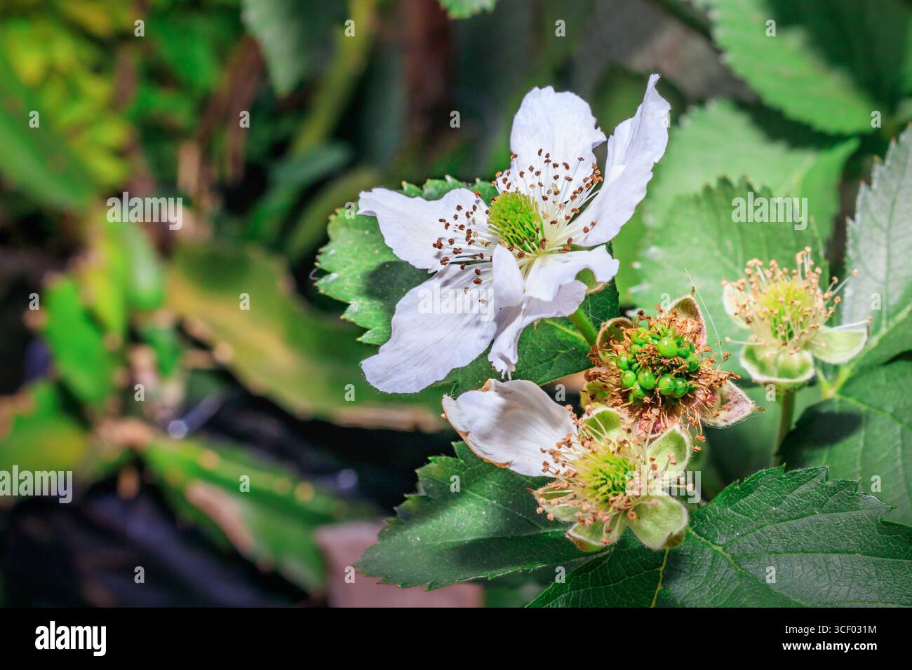 Fleurs de mûres (Rubus fruticosus) en fleurs, Afrique du Sud, Afrique Banque D'Images