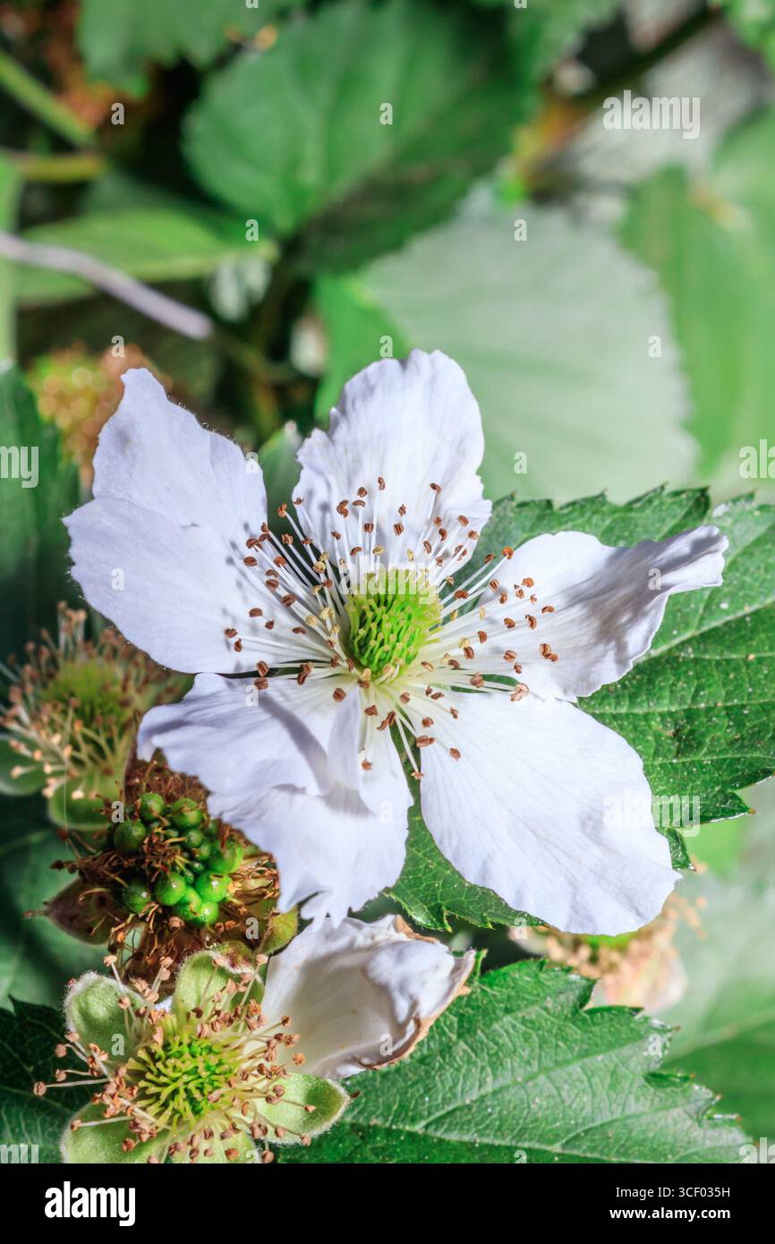 Fleurs de mûres (Rubus fruticosus) en fleurs, Afrique du Sud, Afrique Banque D'Images