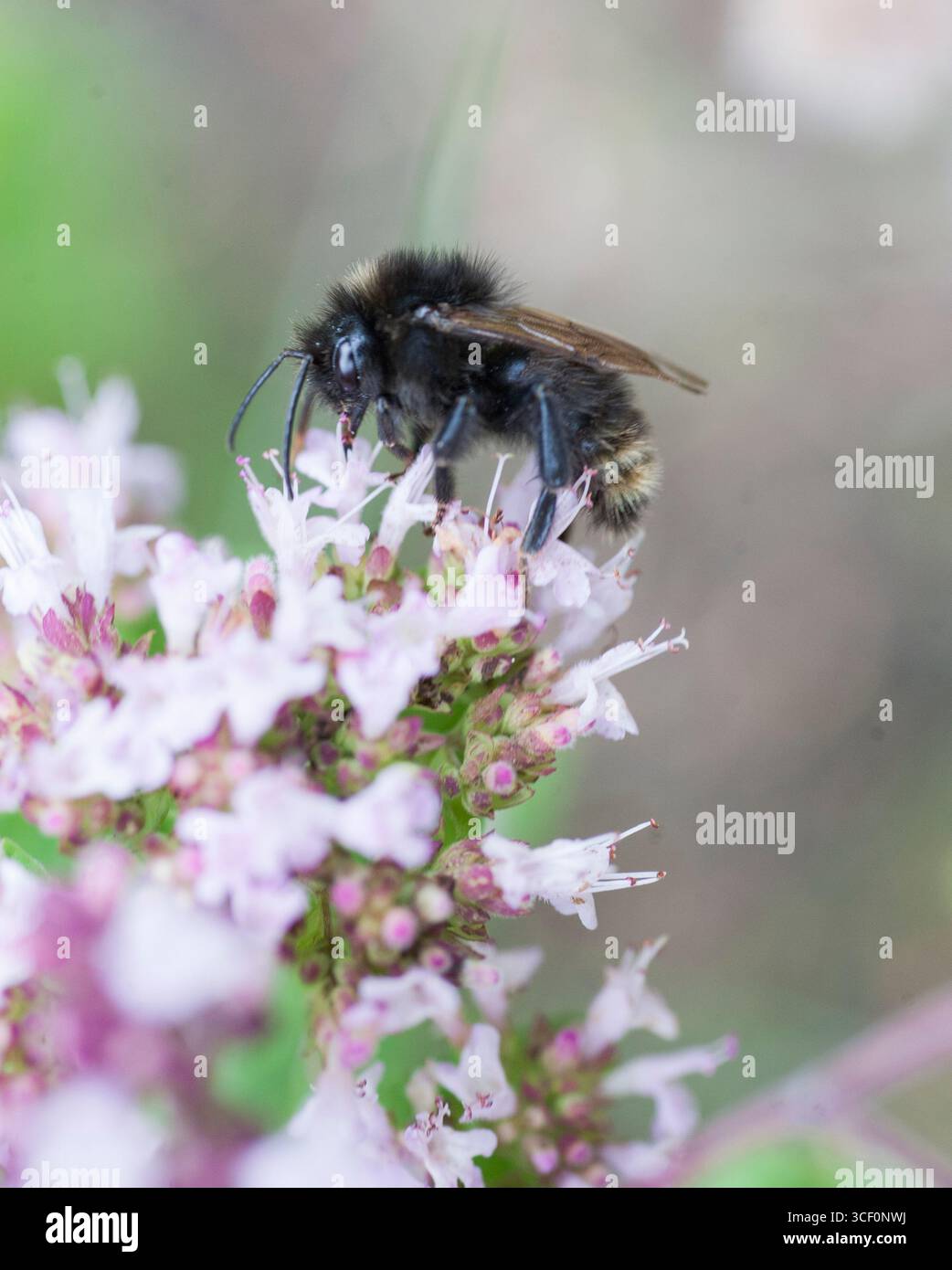 Åkersnylthumla Bombus campestris Banque D'Images