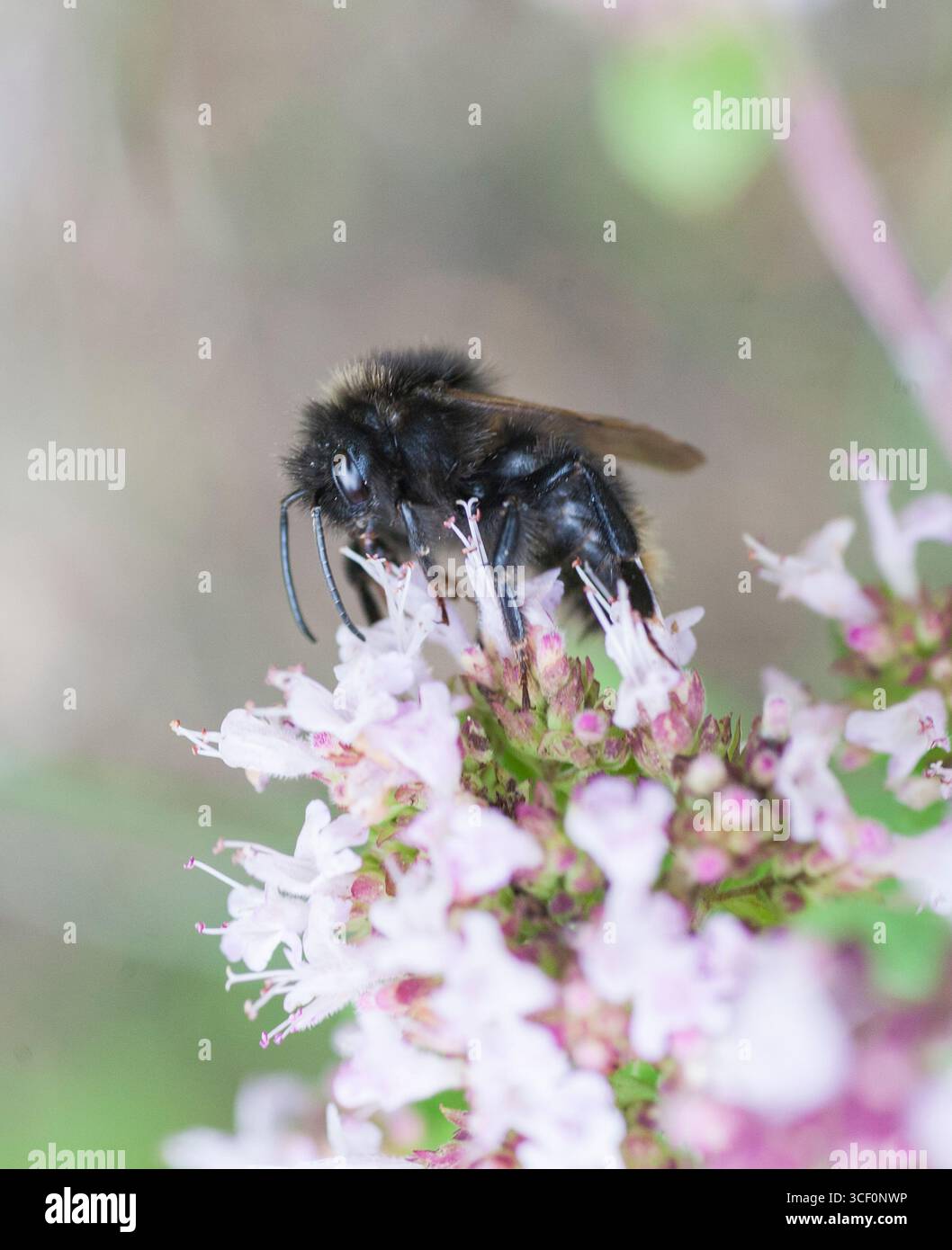 Åkersnylthumla Bombus campestris Banque D'Images
