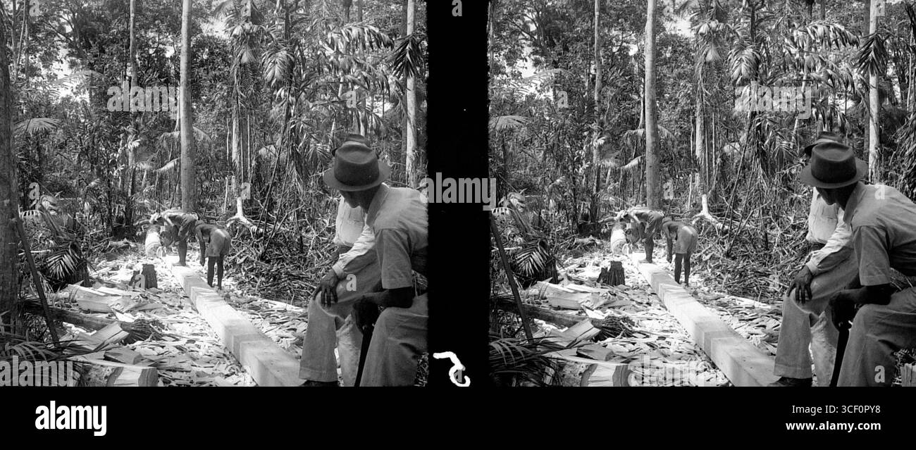 Cette image stéréoscopique de 1946-1947 représente la coupe manuelle de poutres en bois de Possentrie à Tijgerkreek, illustrant les techniques de récolte de bois à forte intensité de main-d'œuvre utilisées pendant cette période au Suriname. Banque D'Images