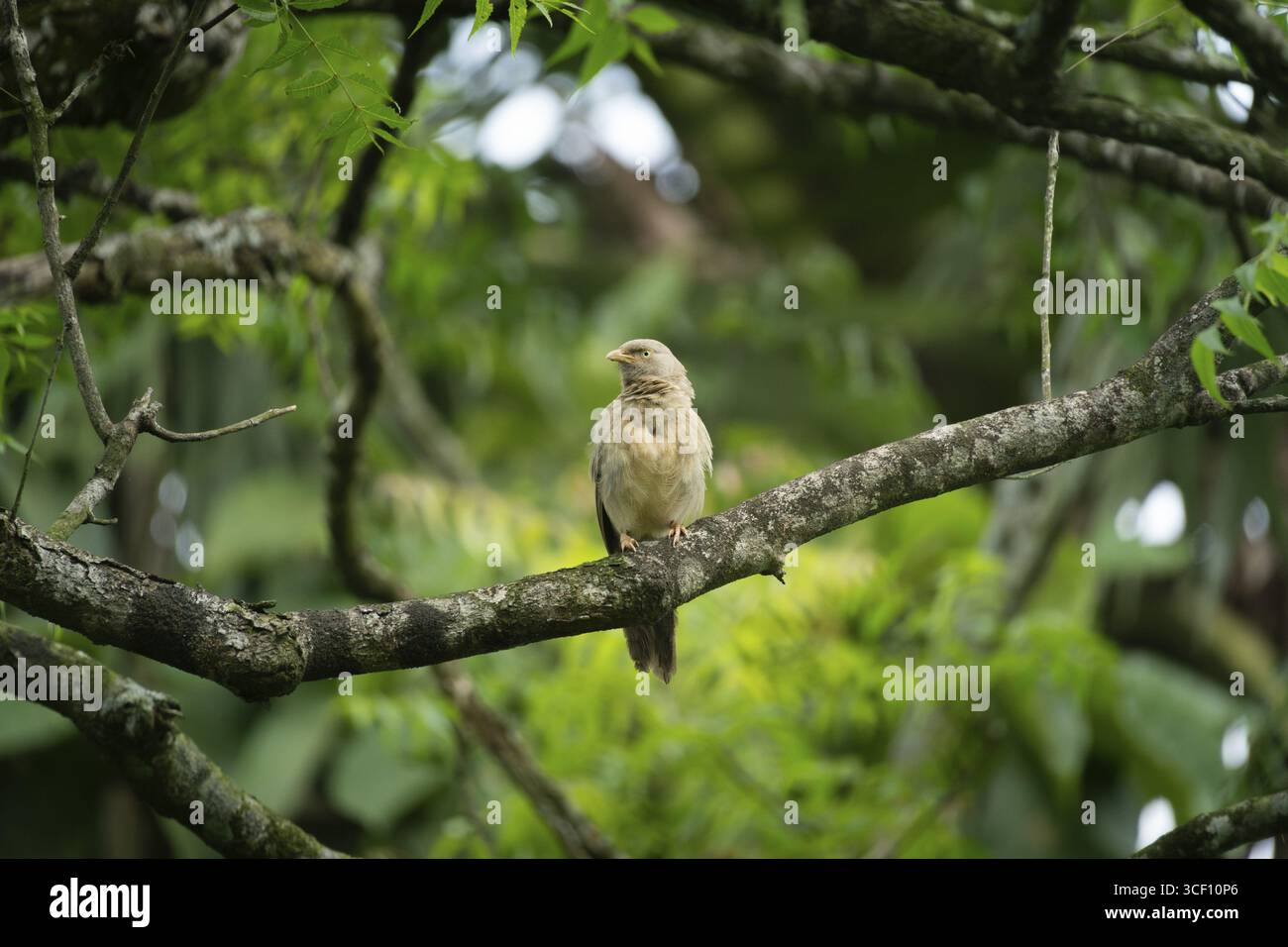 Un babbler de jungle (Argya striata) sereinement perché sur une branche entourée de verdure luxuriante, Sreepur, Gazipur, Bangladesh Banque D'Images