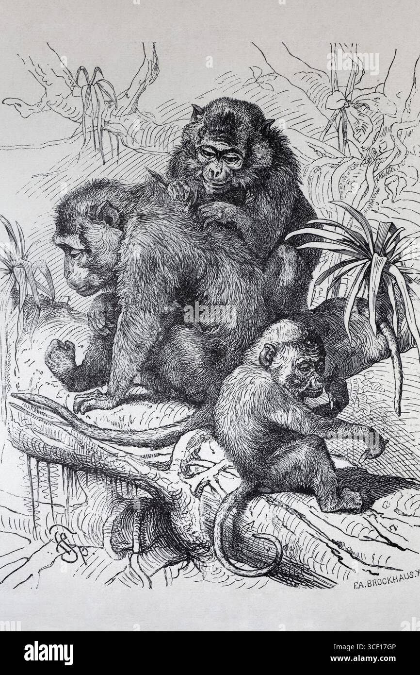 Singe Java (Macaca fascicularis), macaque, gravure sur acier, Brockhaus de 1908, Allemagne Banque D'Images
