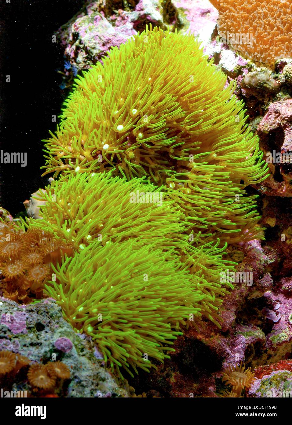 Colonie de coraux mous (Briareum sp.) grandir dans un aquarium marin. Banque D'Images