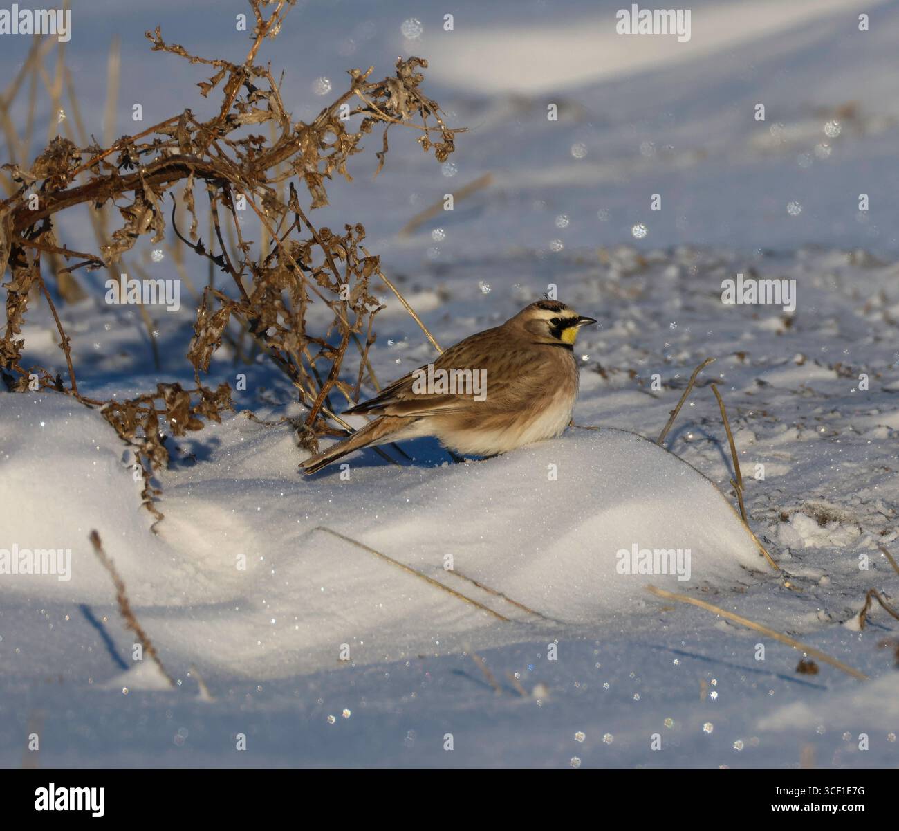Une alouette à cornes qui se nourrit au printemps sur une prairie froide, gelée et enneigée. Banque D'Images