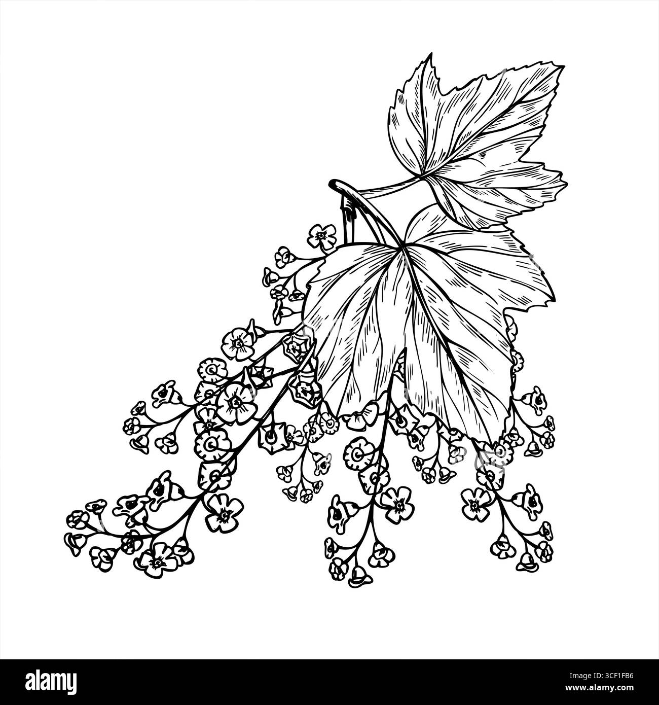 Vecteur de branche de cassis en fleurs illustration isolée peinte par des encres noires. Main dessinant le buisson de jardin avec des fleurs raceme et feuilles croquis graphique. Illustration de Vecteur