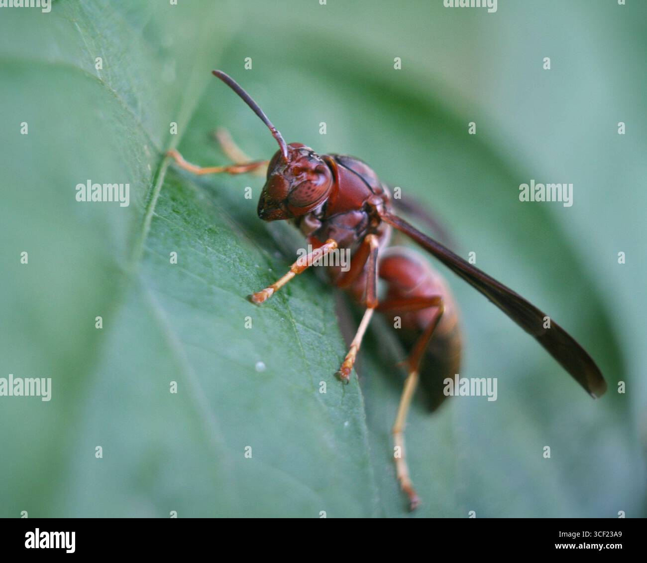 Macro gros plan d'une guêpe rouge reposant sur une feuille verte, Ohio, USA. Banque D'Images