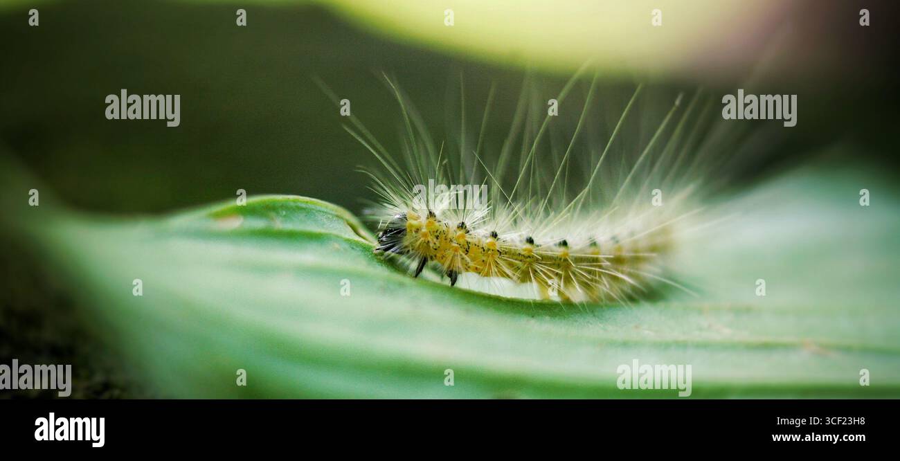 Macro gros plan d'une chenille jaune floue sur une feuille verte. Banque D'Images