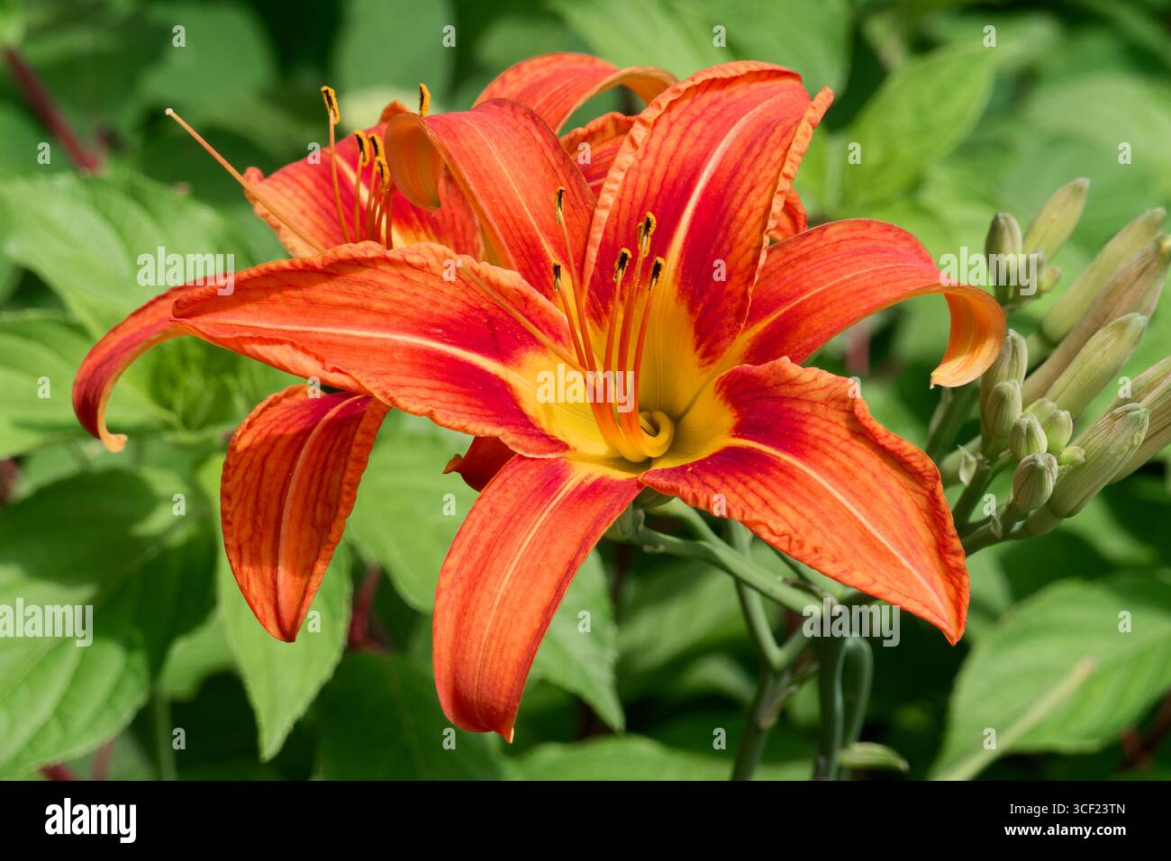 Hemerocallis fulva, la fleur de lis orangé est une espèce de lis diurne originaire d'Asie. Lis de jour, chaque fleur ne dure qu'un jour. Banque D'Images