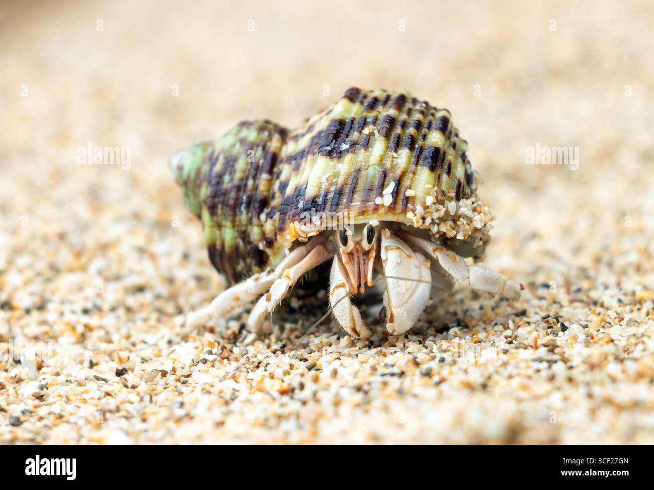 Le crabe ermite marche sur une plage Banque D'Images
