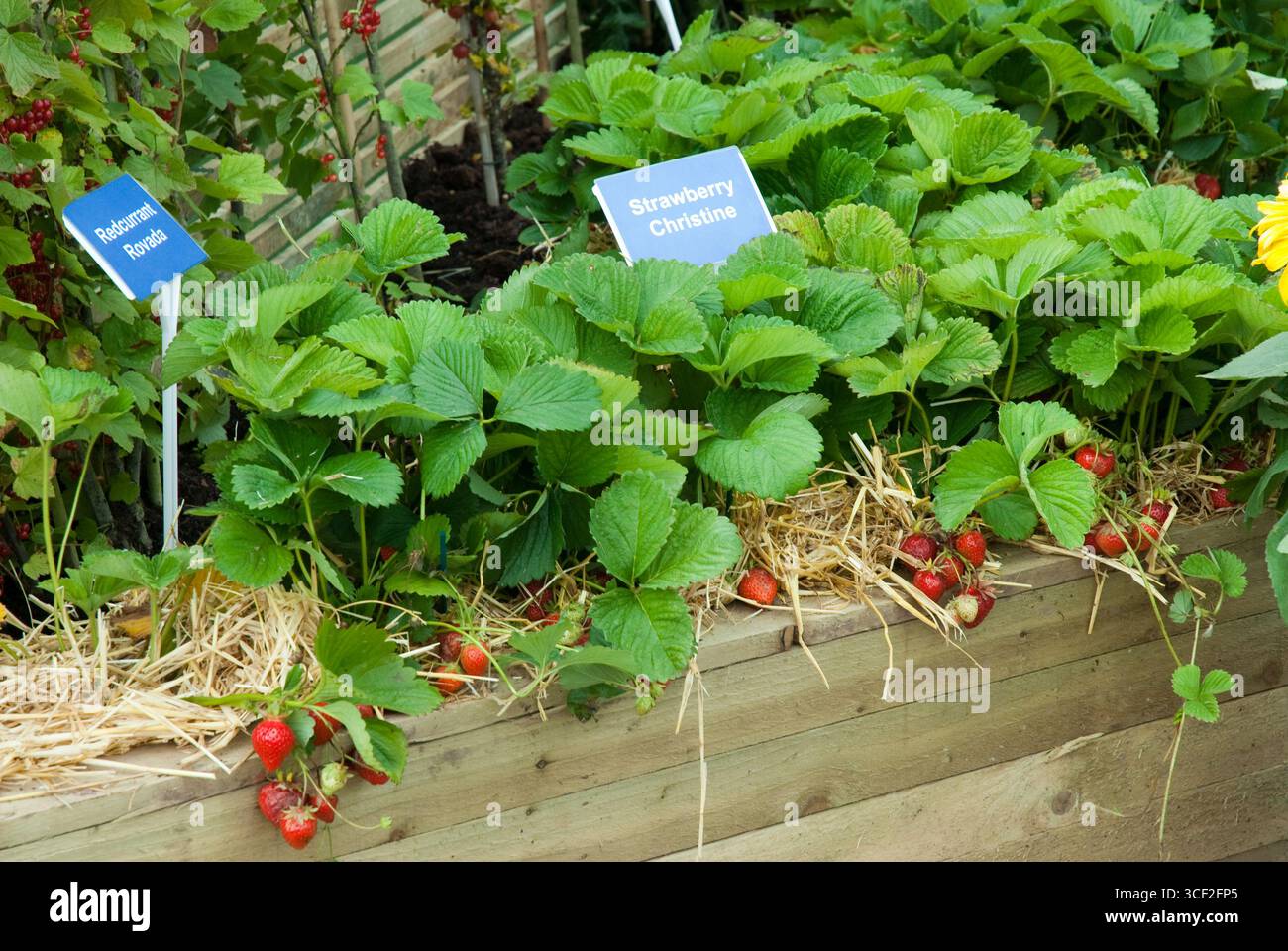 STRAWBERRY CHRISTINE, SUTTONS POUSSANT POUR LE JARDIN DE SANTÉ AU PARC TATTON 2007 CONÇU PAR KEVIN ET SUZANNE DUNNE Banque D'Images