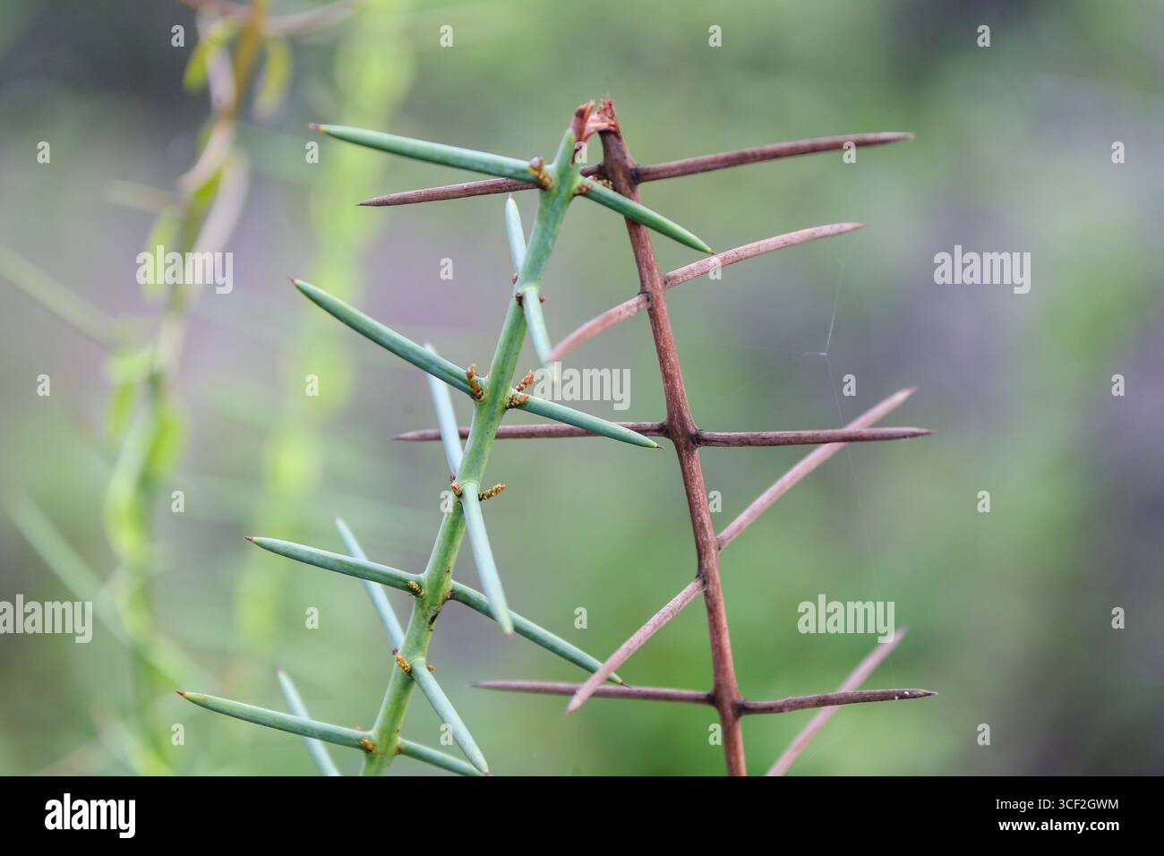 Gros plan d'une plante épineuse avec des épines pointues sur l'île de Santiago, îles Galápagos, Équateur Banque D'Images